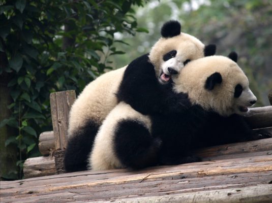 Panda Chengdu Eckhard Kroeger Reisefotografie