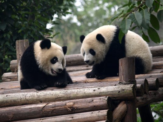 Panda Chengdu Eckhard Kroeger Reisefotografie