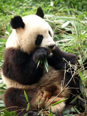 Panda Chengdu Eckhard Kroeger Reisefotografie