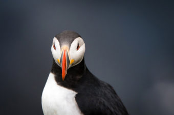 Papageientaucher auf Island